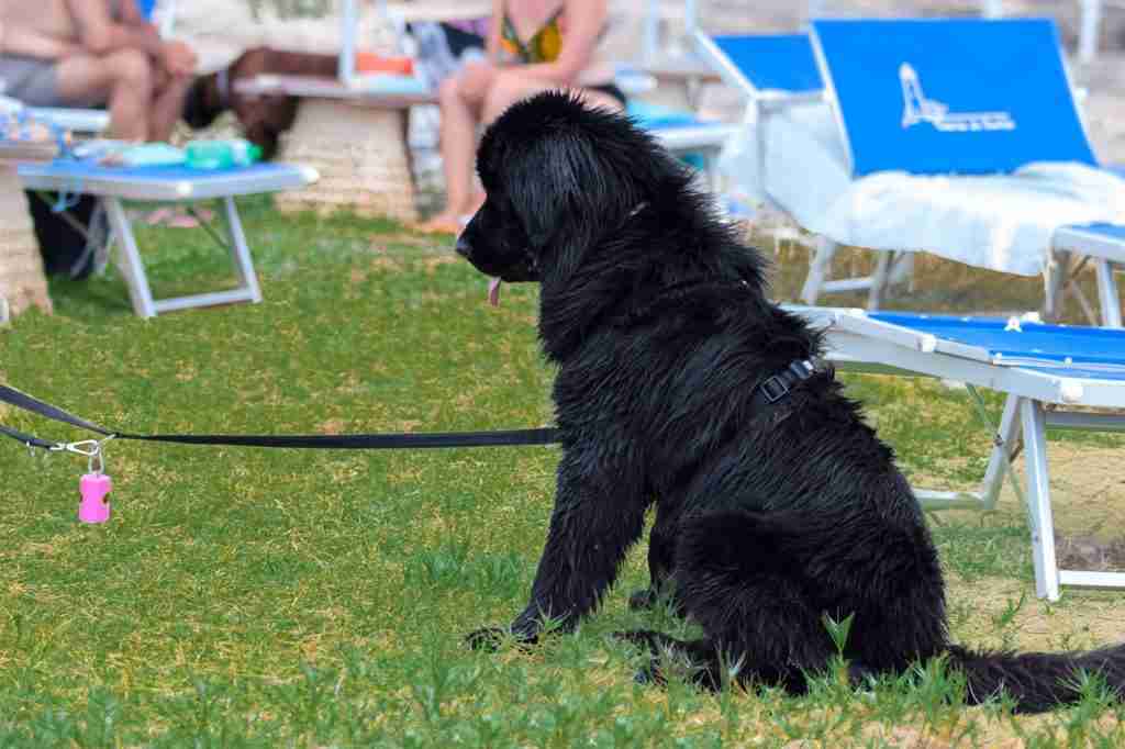 Il Santos Spiaggia Pet Fiendly Puglia